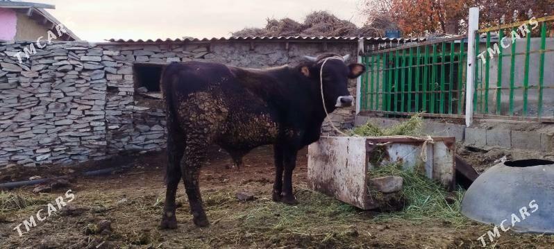 baklan okuz sygyr - Bäherden - img 4