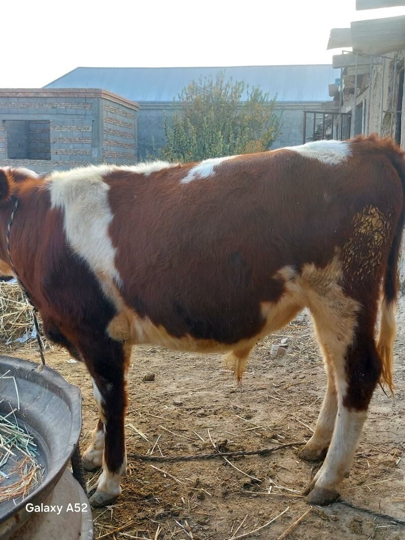 simental - Бахарден - img 4