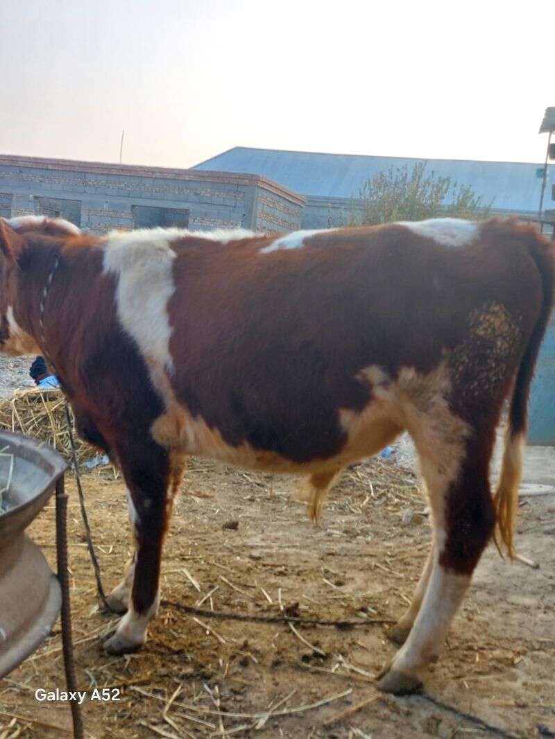 simental - Бахарден - img 3