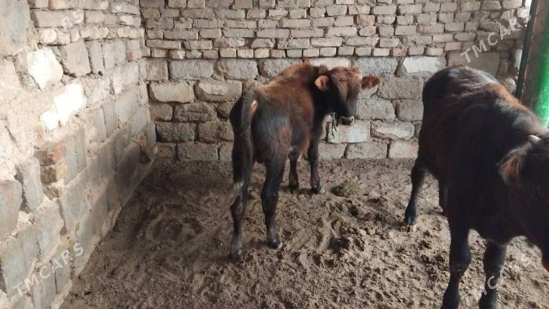 OĶÜZ ŞWES 2 SANI - Aşgabat - img 3