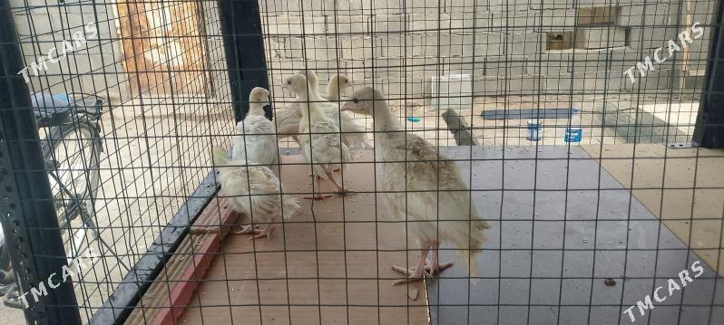 İnduk jüje - Büzmeýin - img 1