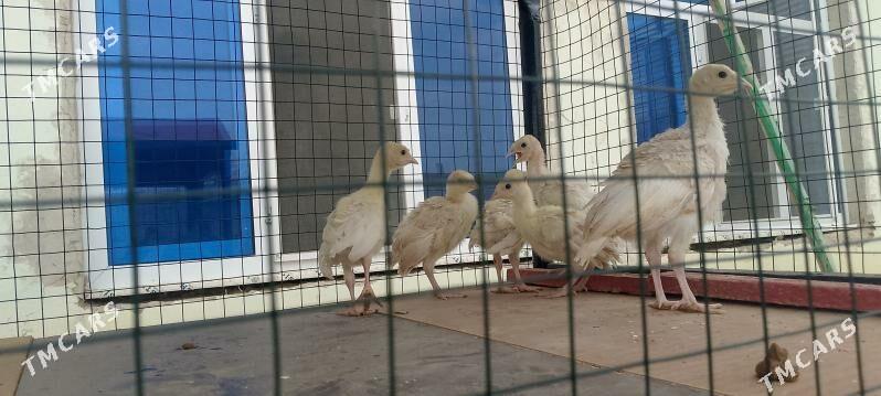 İnduk jüje - Büzmeýin - img 3