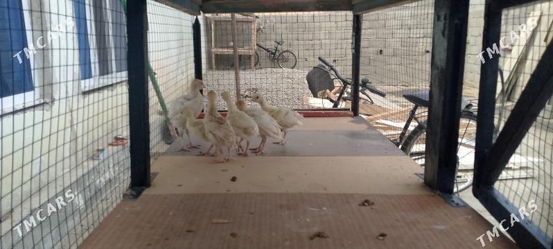 İnduk jüje - Büzmeýin - img 2