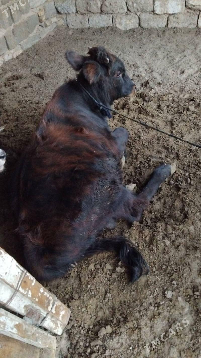 OĶÜZ ŞWES 2 SANI - Aşgabat - img 5