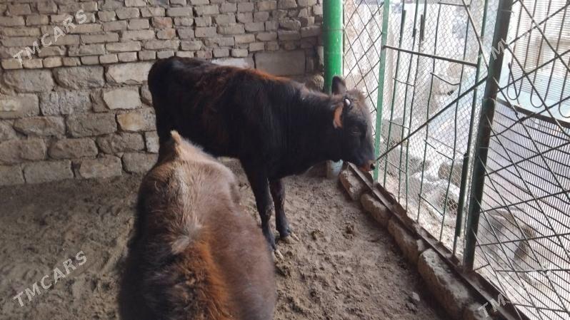 OĶÜZ ŞWES 2 SANI - Aşgabat - img 4