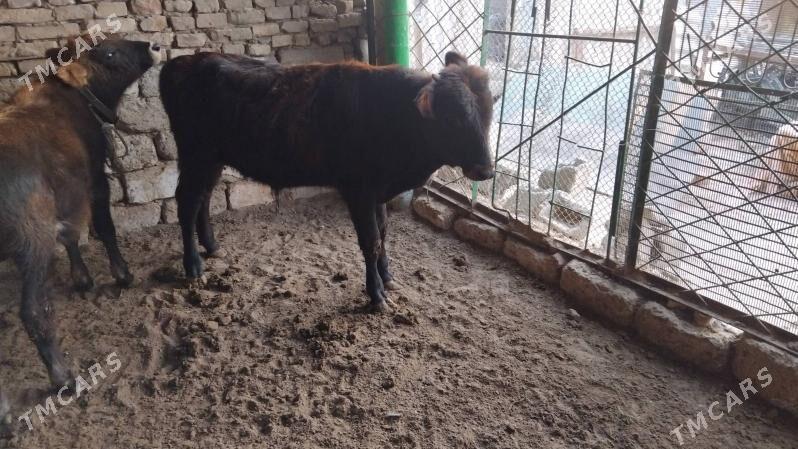 OĶÜZ ŞWES 2 SANI - Aşgabat - img 2