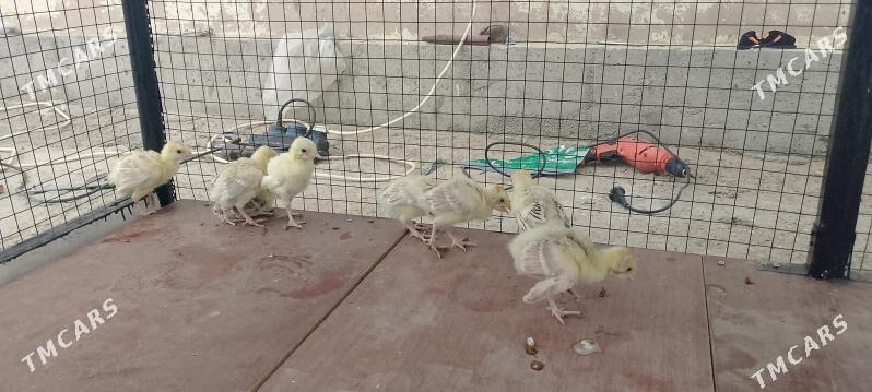 İnduk jüje - Бузмеин - img 2