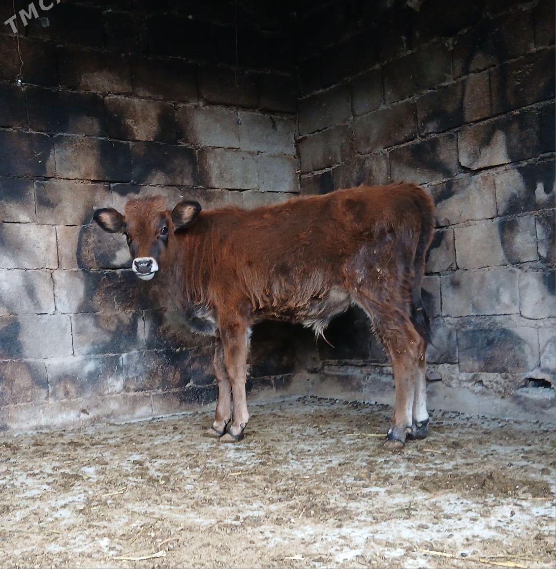 okuz - Bäherden - img 3