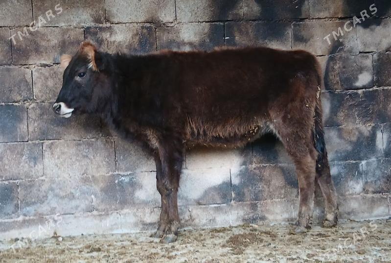 okuz - Bäherden - img 1