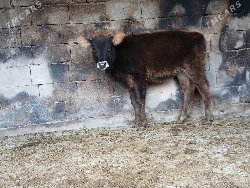 okuz - Bäherden - img 2