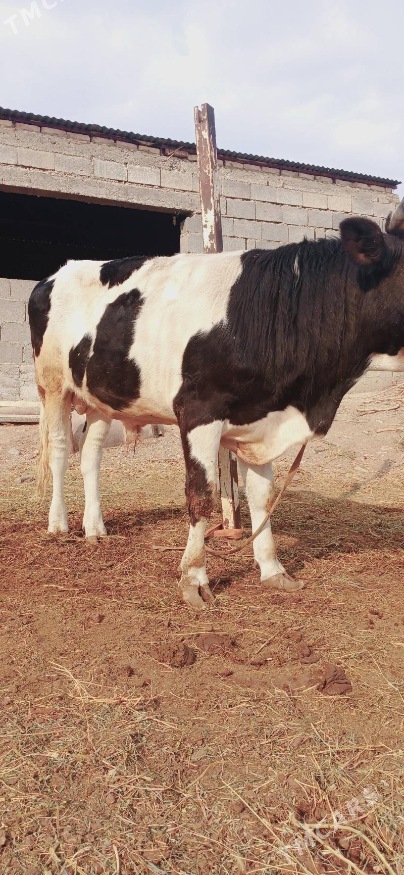 okuz - Гёкдепе - img 1