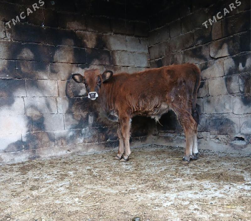 okuz - Bäherden - img 4