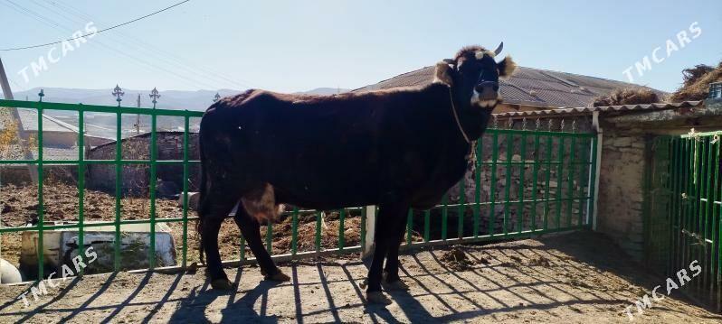 2 sanak agyr bogoz sygyr - Бахарден - img 8