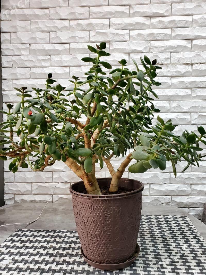 Цвето (Толстянка). - Ашхабад - img 2