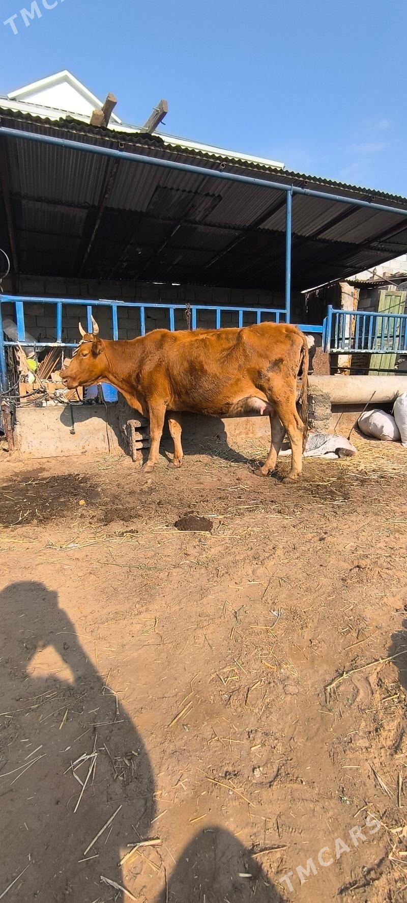 Goleli sygyr - Чоганлы - img 2