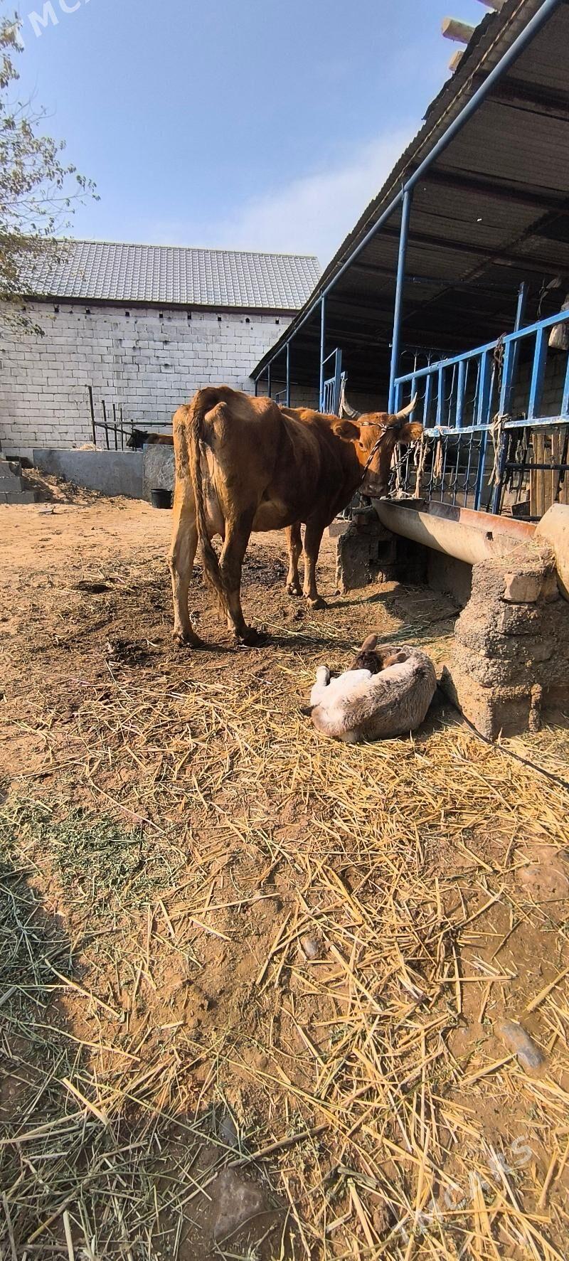 Goleli sygyr - Чоганлы - img 3