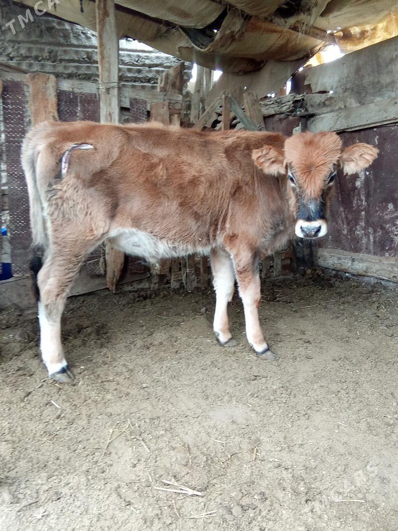 oküz - Esenguly - img 5