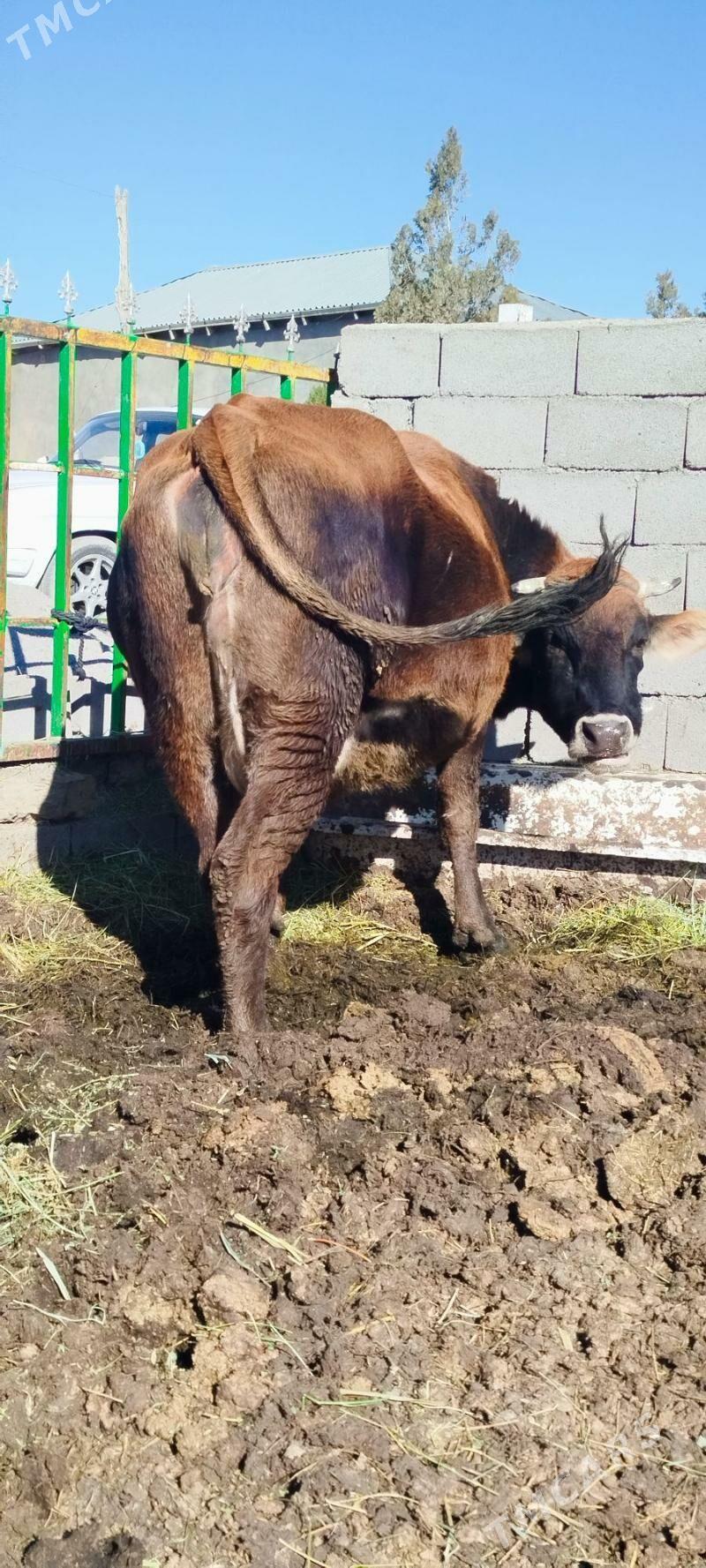 2 sanak agyr bogoz sygyr - Бахарден - img 2