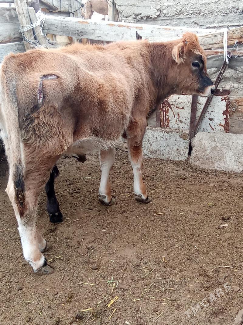 oküz - Esenguly - img 3