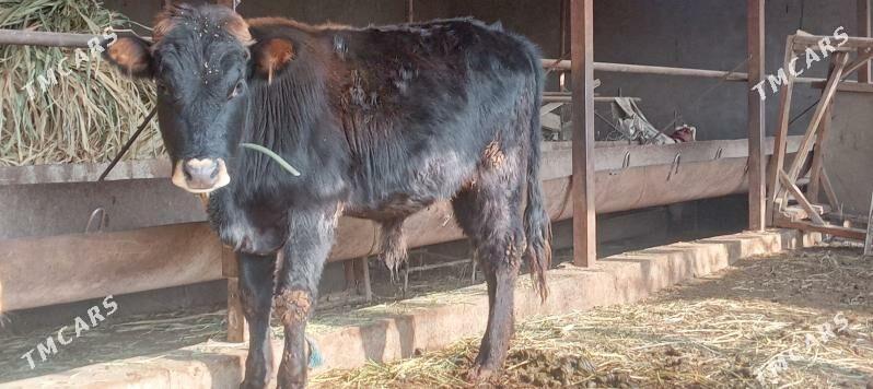 швет окуз - Türkmenabat - img 2