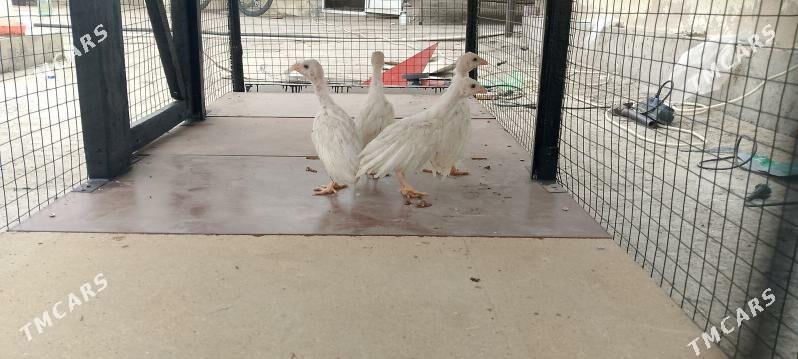 Sisarka jüje - Бузмеин - img 3