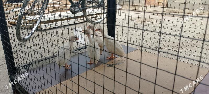 Sisarka jüje - Бузмеин - img 2