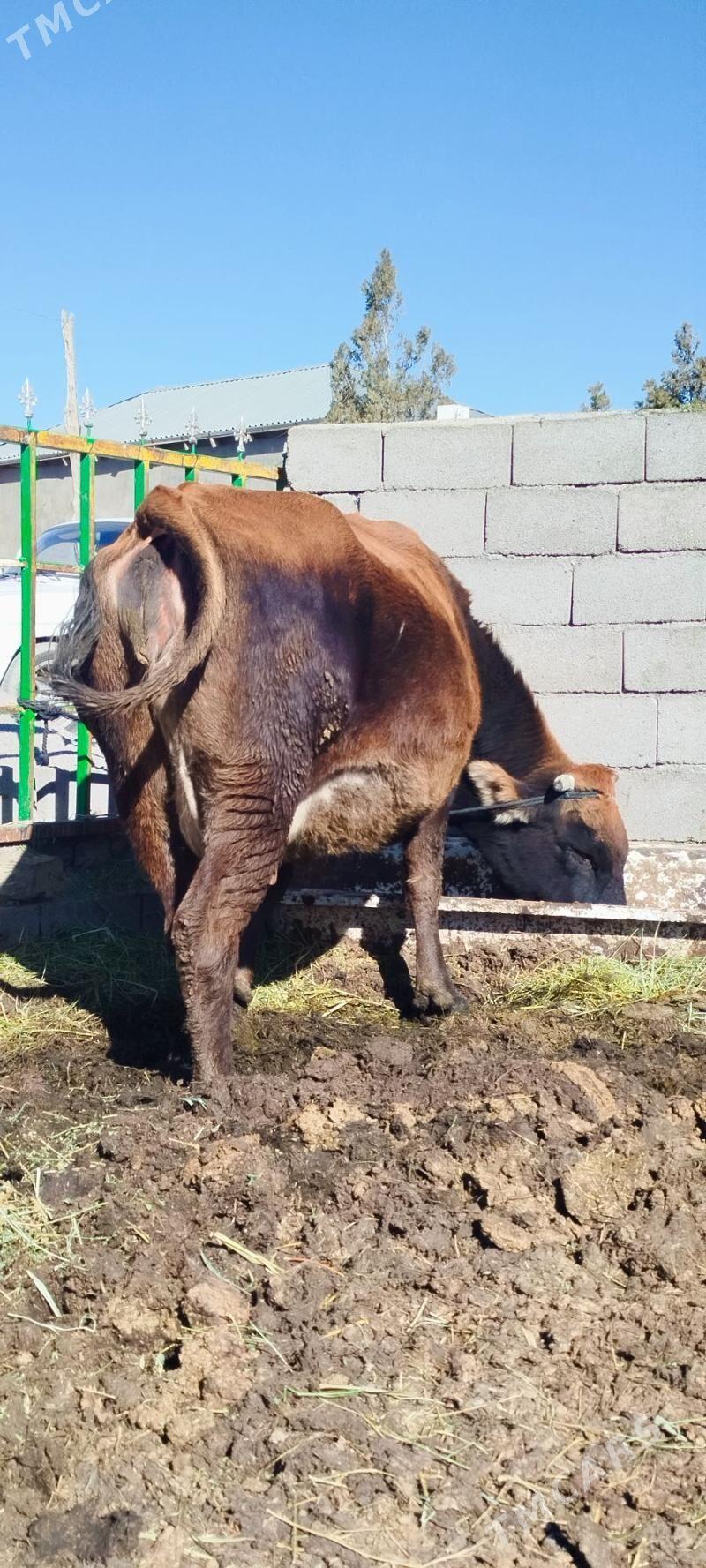 2 sanak agyr bogoz sygyr - Бахарден - img 3