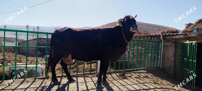 2 sanak agyr bogoz sygyr - Бахарден - img 9