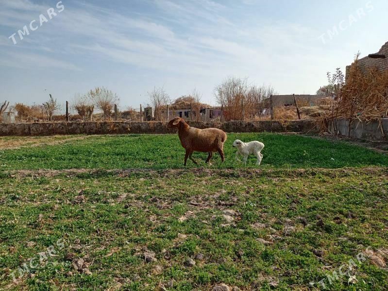 Guzuly goyun - Чарджоу - img 2