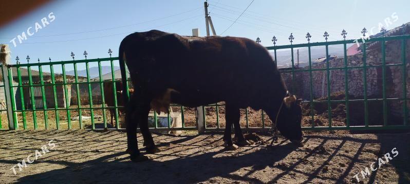 2 sanak agyr bogoz sygyr - Бахарден - img 7