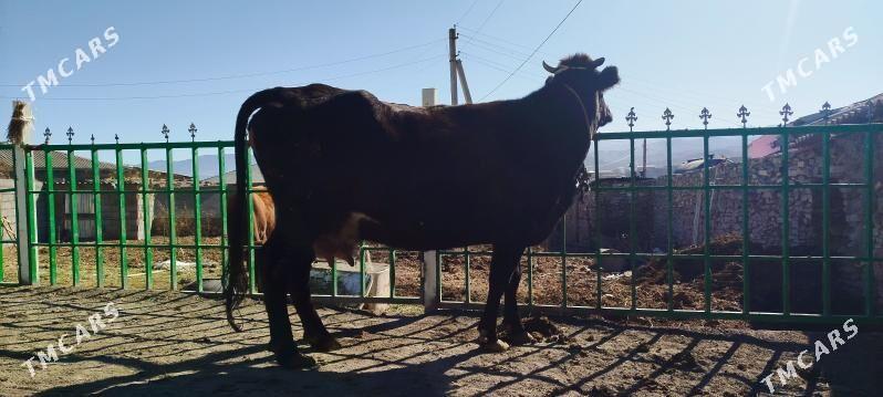 2 sanak agyr bogoz sygyr - Бахарден - img 5