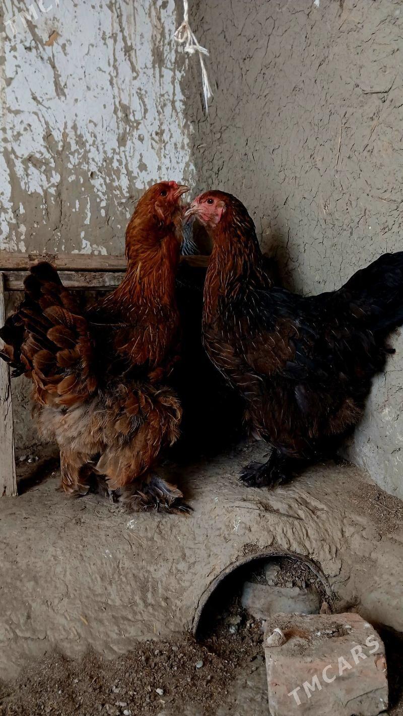 Brama argynal - Бахарден - img 7