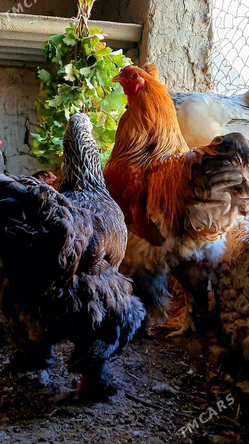 Brama argynal - Бахарден - img 3