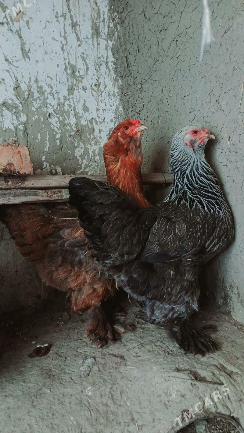 Brama argynal - Бахарден - img 6