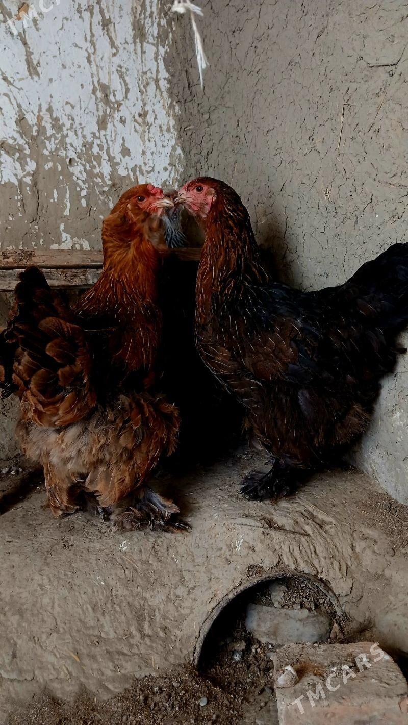 Brama argynal - Бахарден - img 5