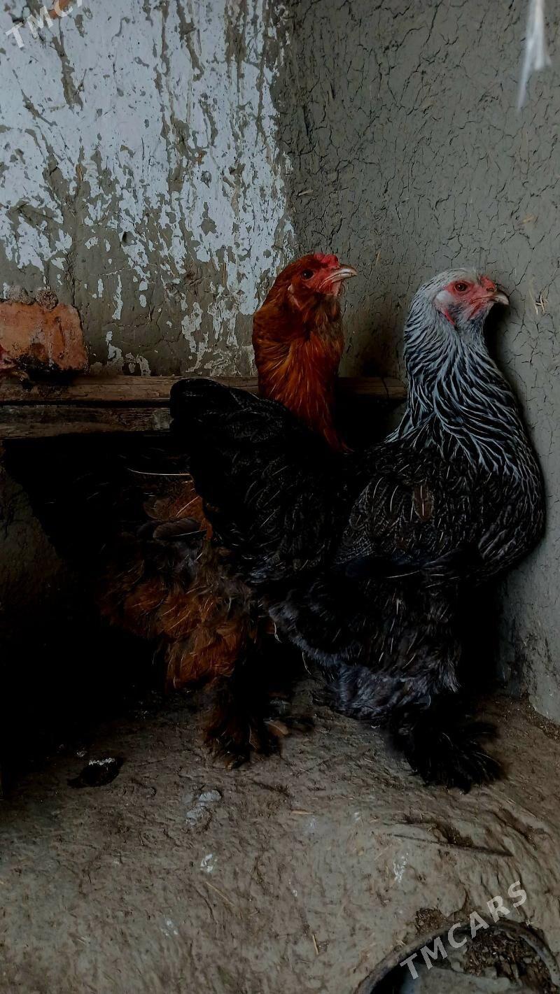 Brama argynal - Бахарден - img 2