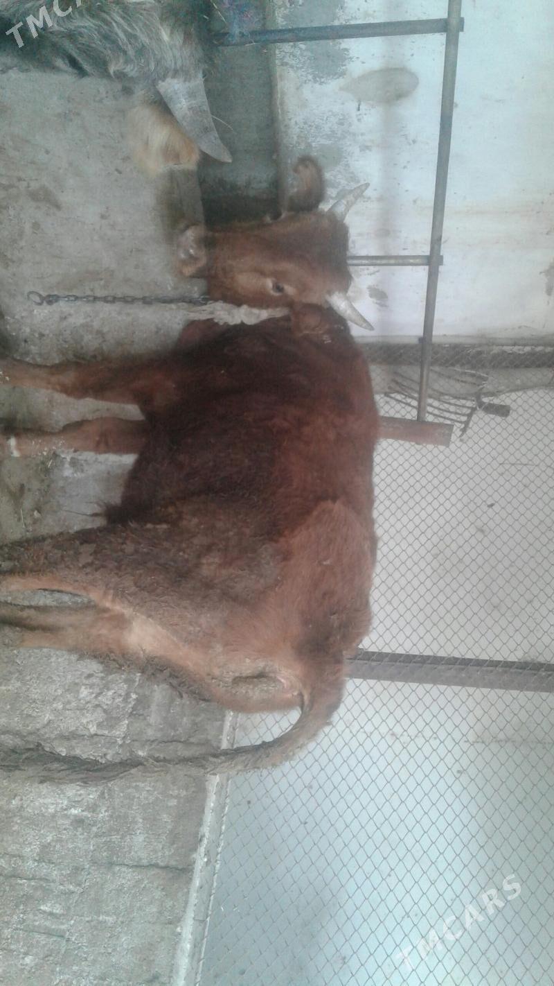 öküz - Gyzylarbat - img 3