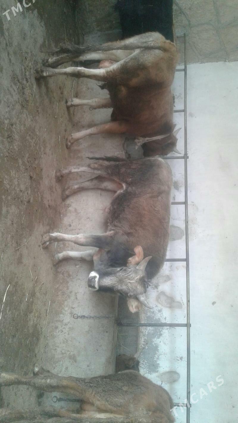 öküz - Gyzylarbat - img 4