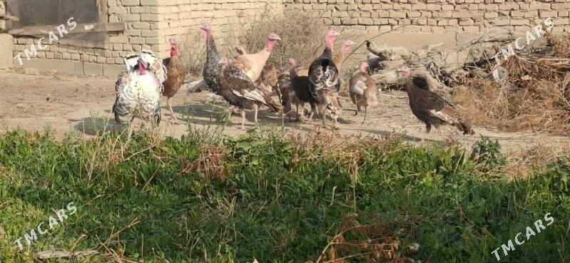 Induk - Бахарден - img 2