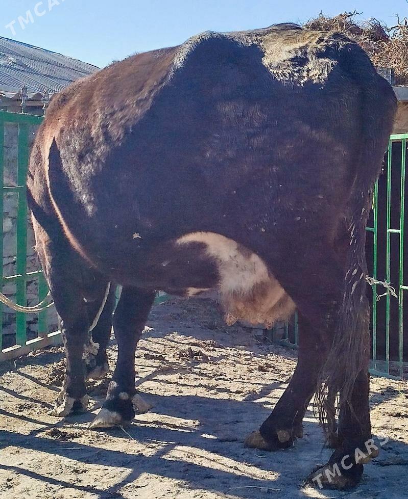 ARGYNAL GIBRIT BOGOZ SYGYR - Бахарден - img 9