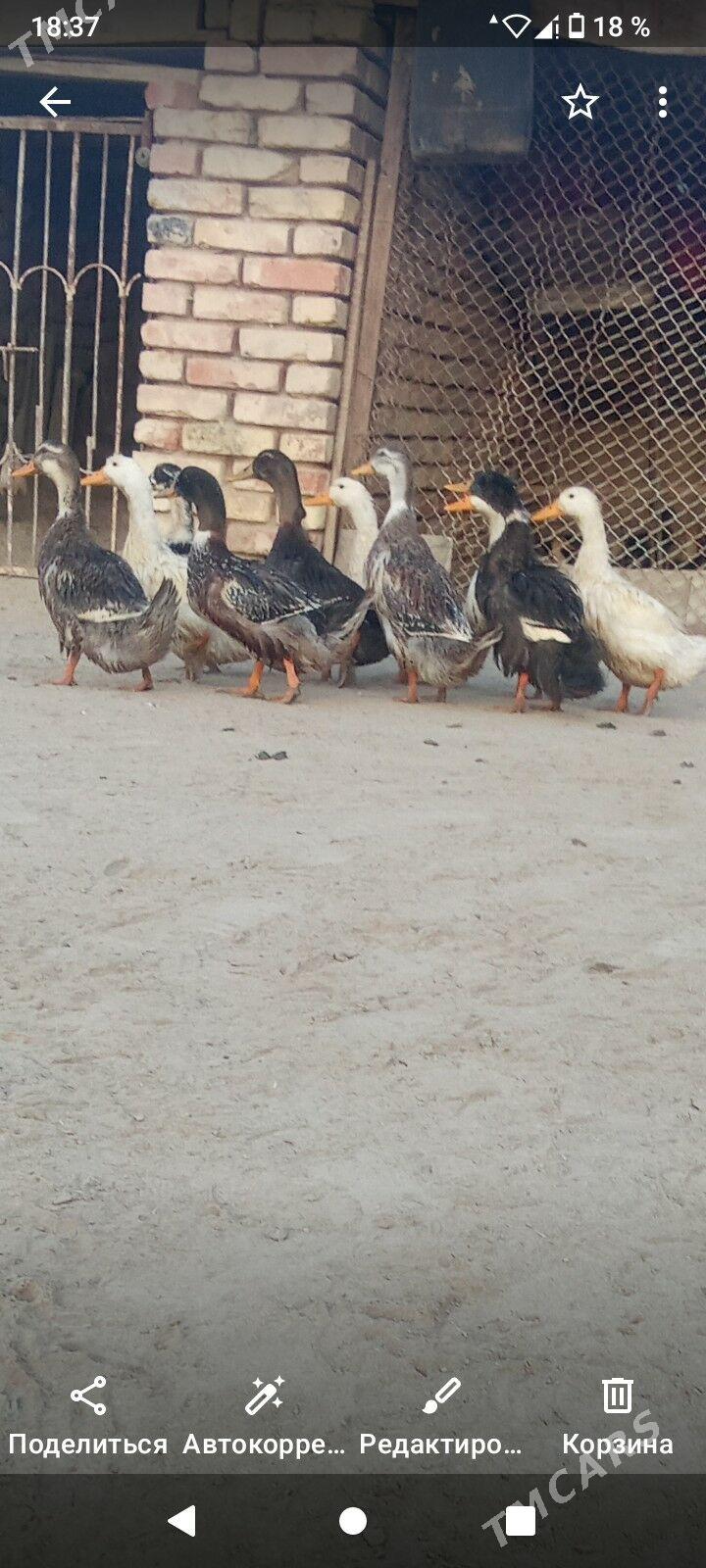 Ördekler - Сакарчага - img 3