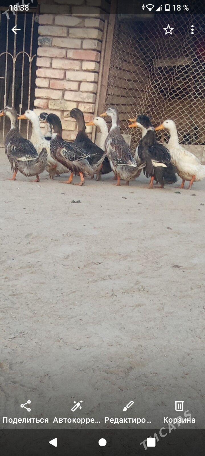 Ördekler - Сакарчага - img 2