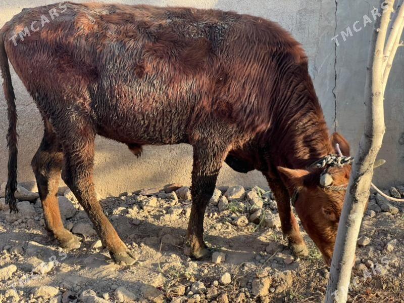 Bakylan okuz - Köşi - img 3