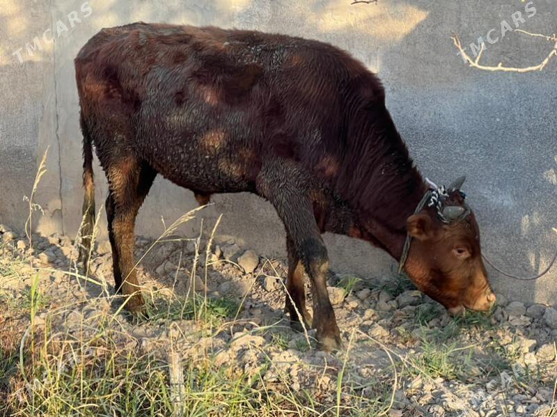 Bakylan okuz - Köşi - img 4