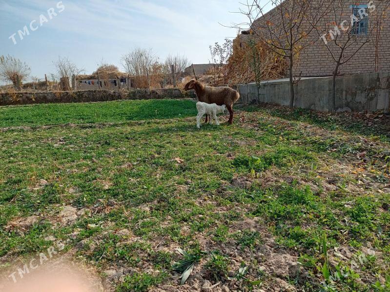 Guzuly goyun - Чарджоу - img 3