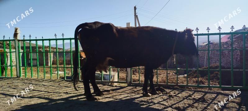 ARGYNAL GIBRIT BOGOZ SYGYR - Бахарден - img 5