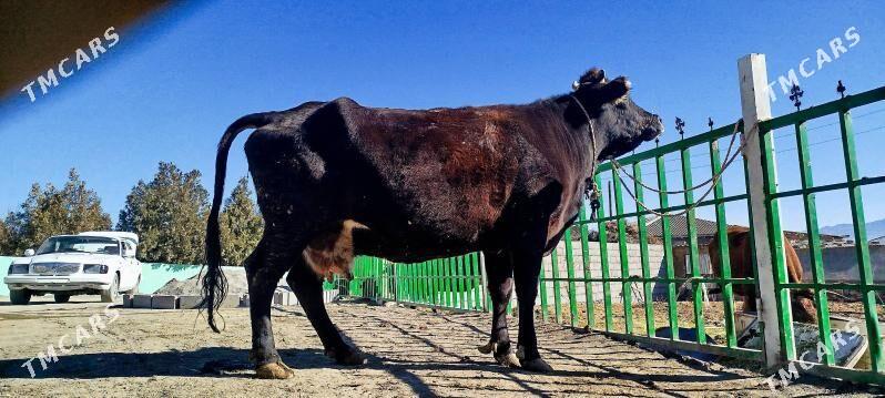 ARGYNAL GIBRIT BOGOZ SYGYR - Бахарден - img 4