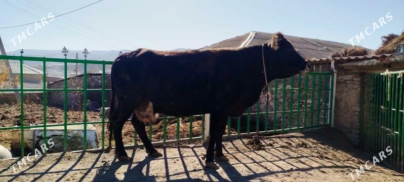 ARGYNAL GIBRIT BOGOZ SYGYR - Бахарден - img 3