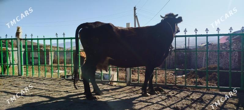 ARGYNAL GIBRIT BOGOZ SYGYR - Бахарден - img 7