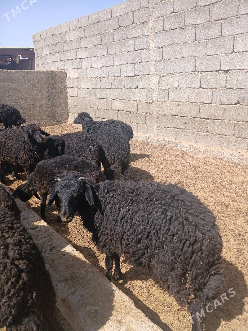 Tokli - Ашхабад - img 2